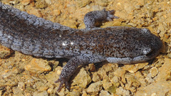 Hynobius quelpaertensis