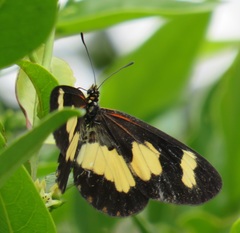 Acraea cabira