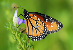 Danaus gilippus
