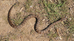 Gloydius intermedius