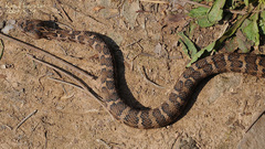 Gloydius intermedius