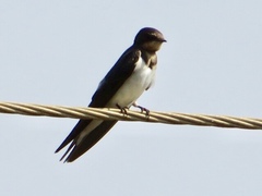Hirundo rustica
