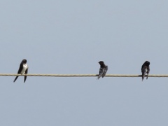 Hirundo rustica