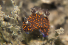 Nembrotha