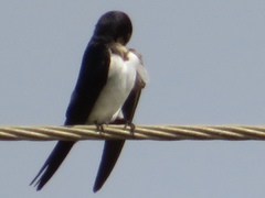 Hirundo rustica