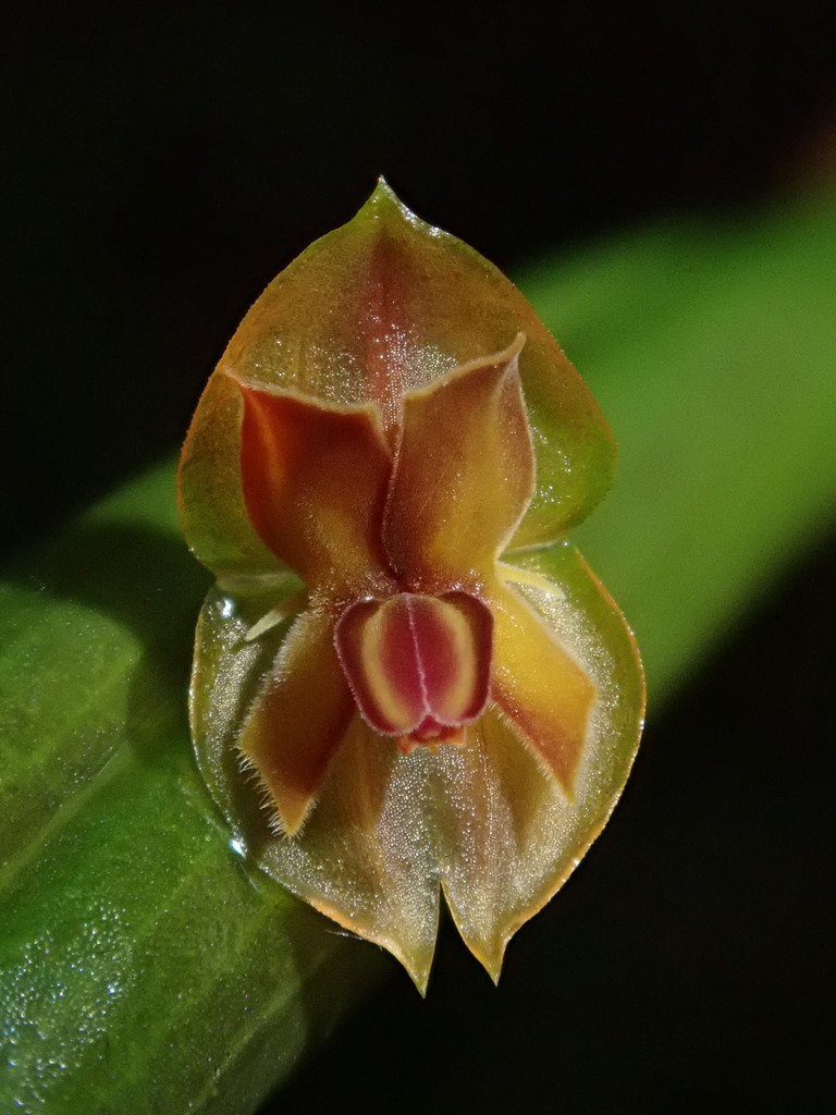 Lepanthes pseudomucronata