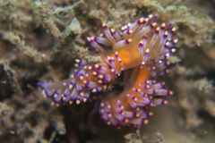 Flabellina