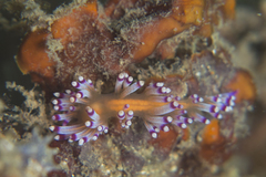 Flabellina