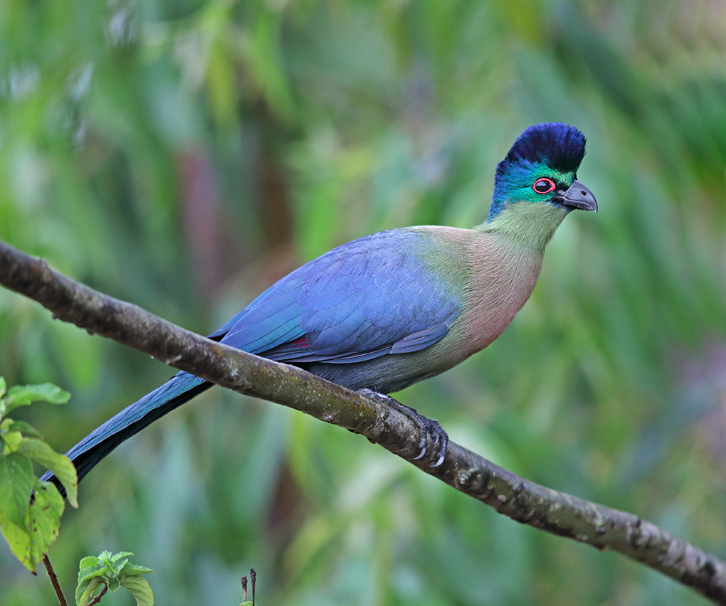 Violet Turaco photo