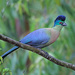 Purple-crested Turaco - Photo (c) clicque, some rights reserved (CC BY-NC), uploaded by clicque