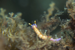 Hypselodoris