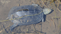Mauremys reevesii