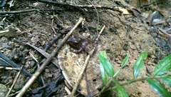 Gephyromantis plicifer