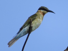 Merops philippinus