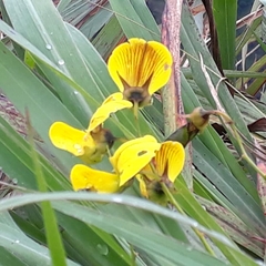 Crotalaria walkeri