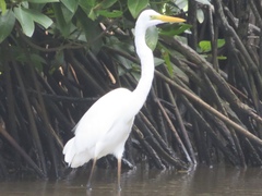 Ardea alba