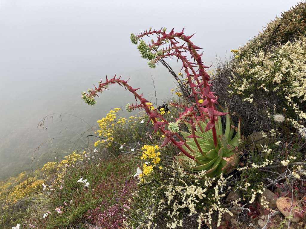 Dudleya reidmoranii