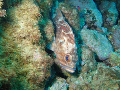 Sebastes auriculatus