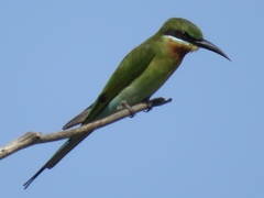 Merops philippinus