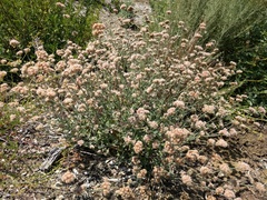Eriogonum cinereum