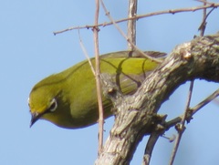 Zosterops virens virens