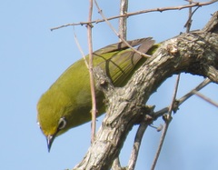 Zosterops virens virens