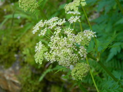 Ligusticum canbyi