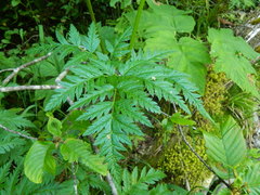 Ligusticum canbyi
