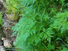 Ligusticum canbyi