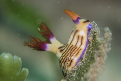 Nembrotha aurea