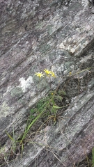 Senecio mesembryanthemoides