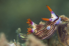 Nembrotha aurea