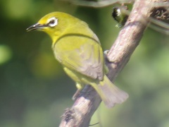 Zosterops virens virens