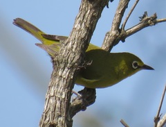 Zosterops virens virens