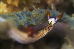Nembrotha aurea