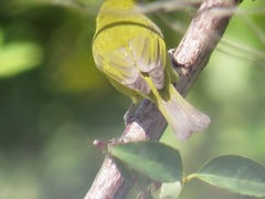 Zosterops virens virens