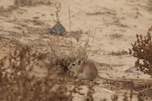 Rhombomys opimus