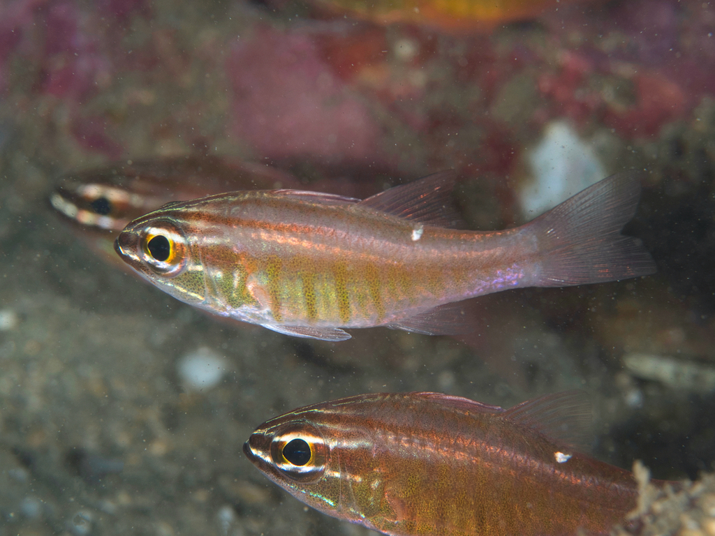 Moluccan Cardinalfish