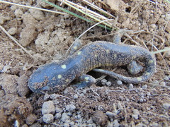 Ambystoma velasci