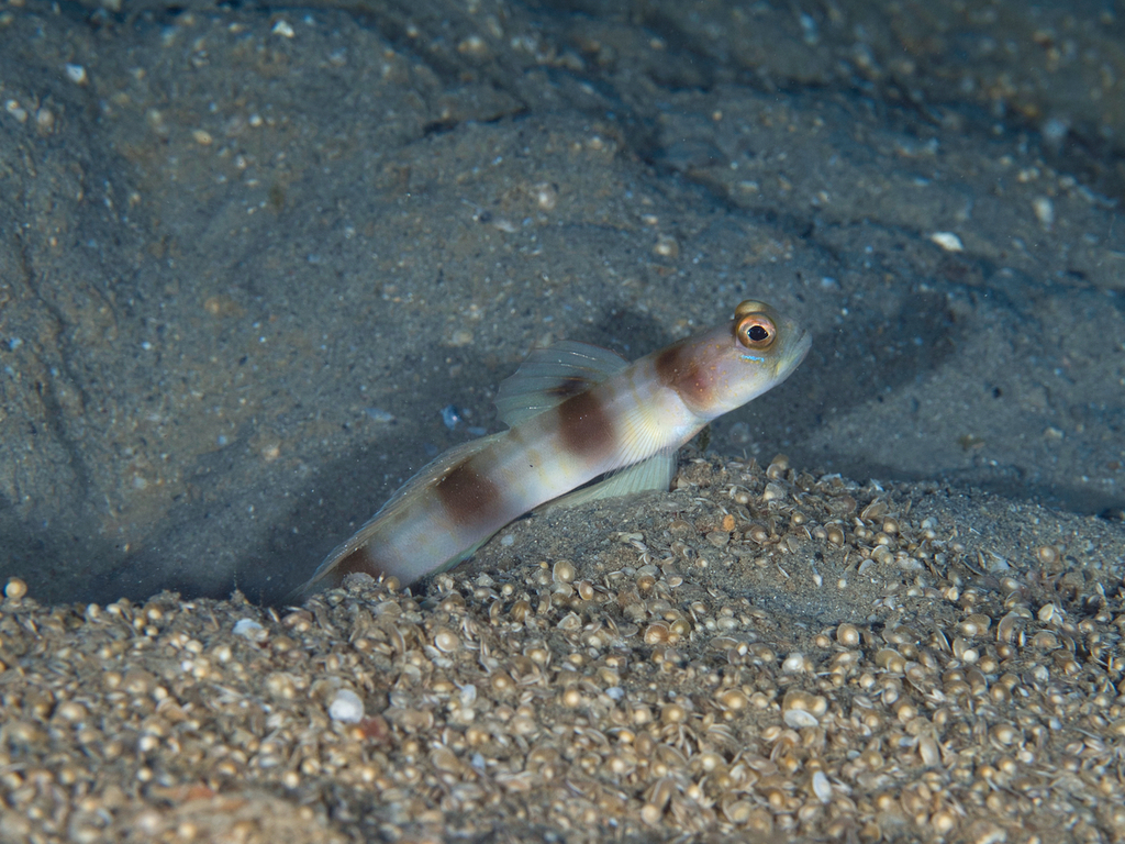 Giant Shrimp-Goby