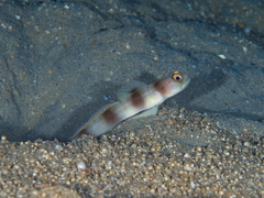 Giant Shrimp-Goby photo 1