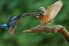 Alcedo atthis