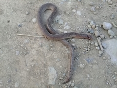Stenorrhina degenhardtii