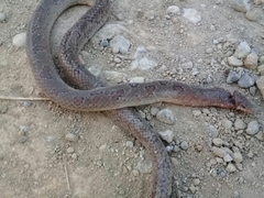 Stenorrhina degenhardtii