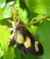 Acraea cabira