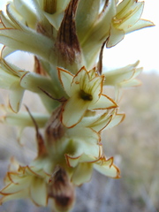 Dichromanthus michuacanus