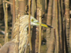 Ardeola grayii