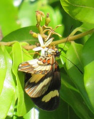 Acraea cabira
