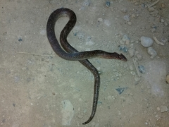 Stenorrhina degenhardtii