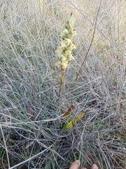 Dichromanthus michuacanus
